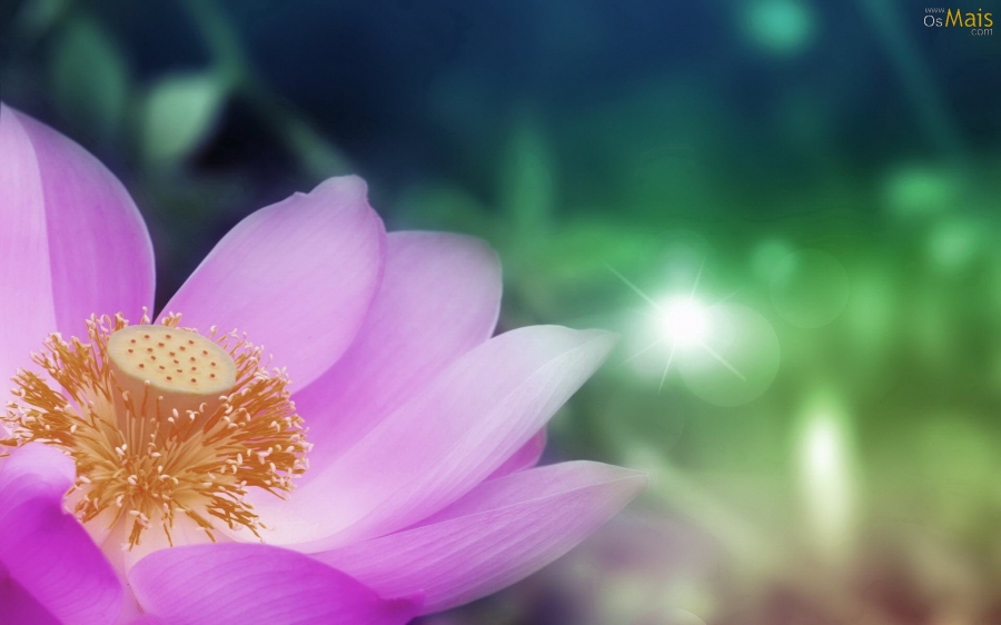 flor-de-lotus-wallpaper